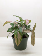 Syngonium 'Pink Splash' - 4" Pot