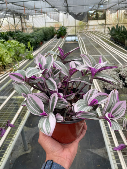 Tradescantia Nanouk - Wandering Jew Plant