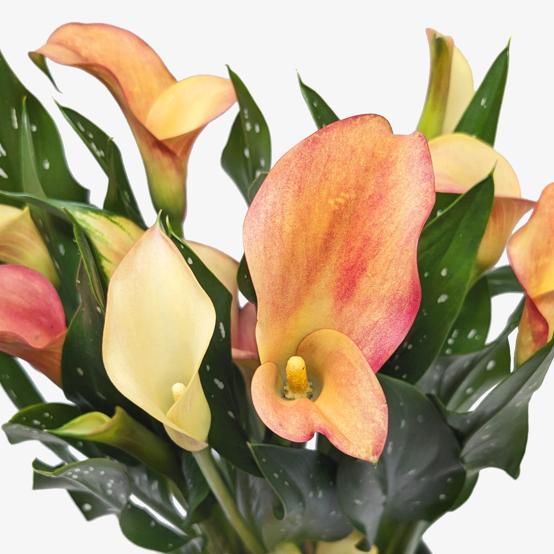 Calla Lily – Pothos