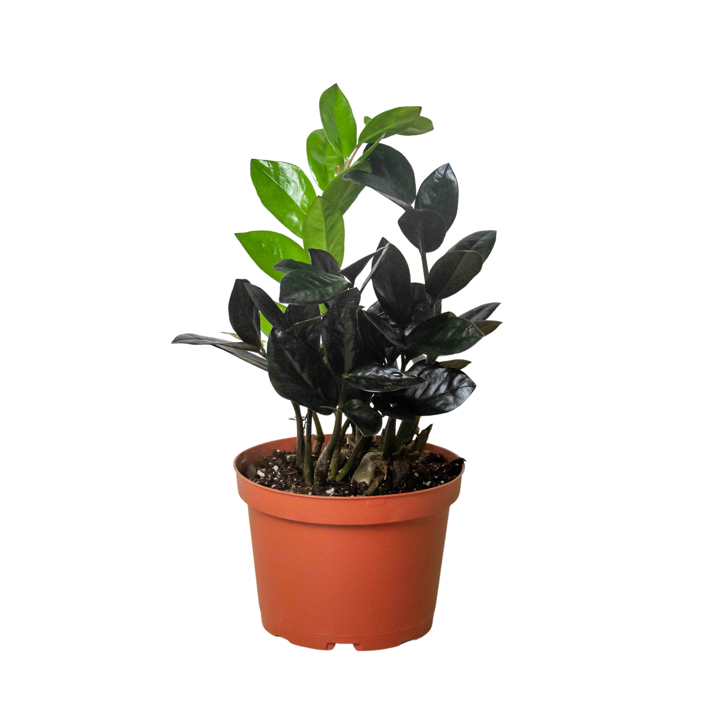 Raven ZZ Plant - Zamioculcas Black Queen