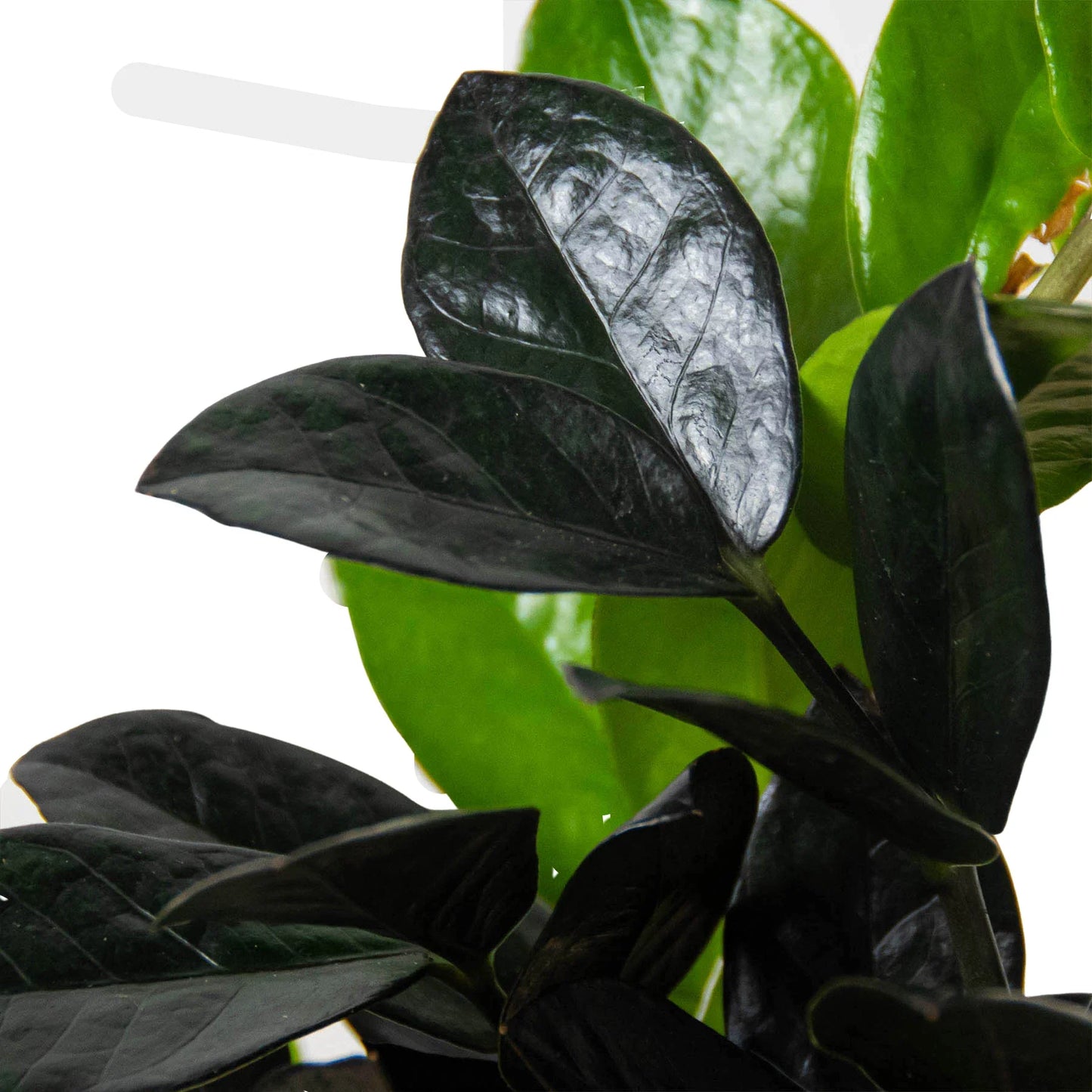 Raven ZZ Plant - Zamioculcas Black Queen