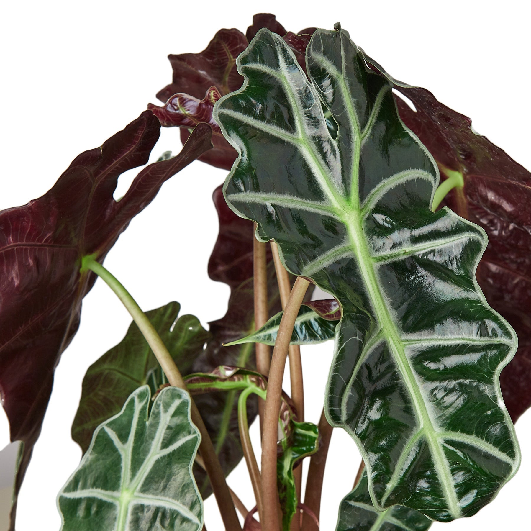 Alocasia Polly - African Mask