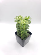 #72 Perforata Variegata