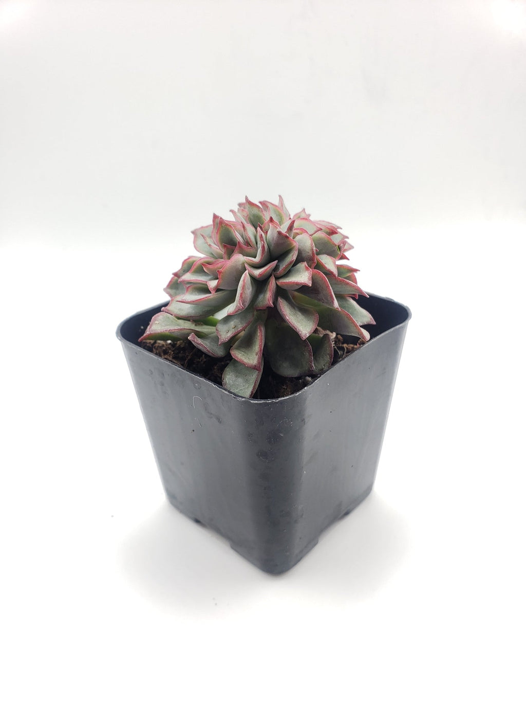 #75 Crested Echeverria Ramilette