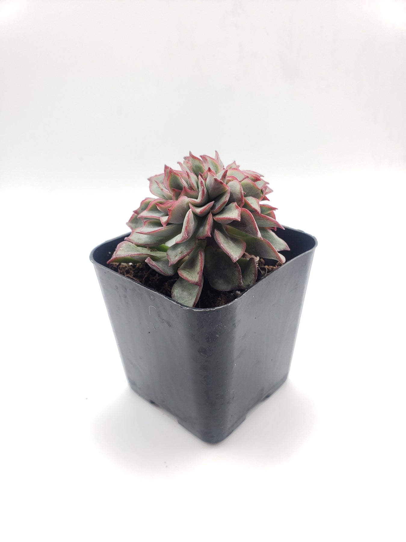 #75 Crested Echeverria Ramilette