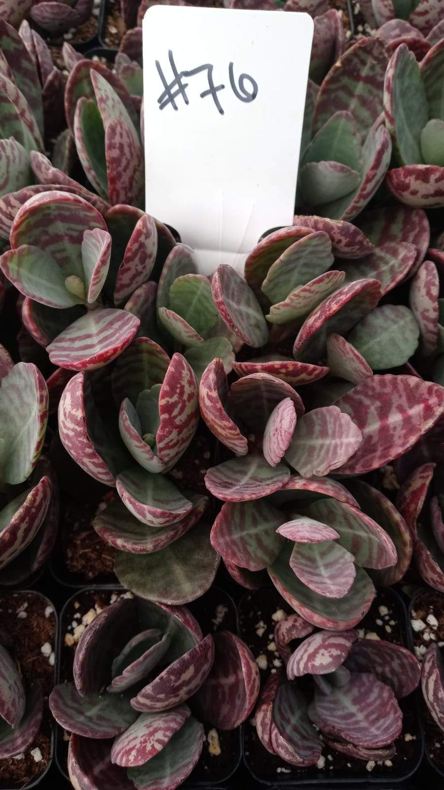 #76 Kalanchoe Humilis