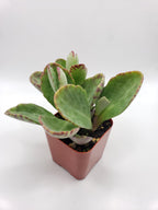 #76 Kalanchoe Humilis