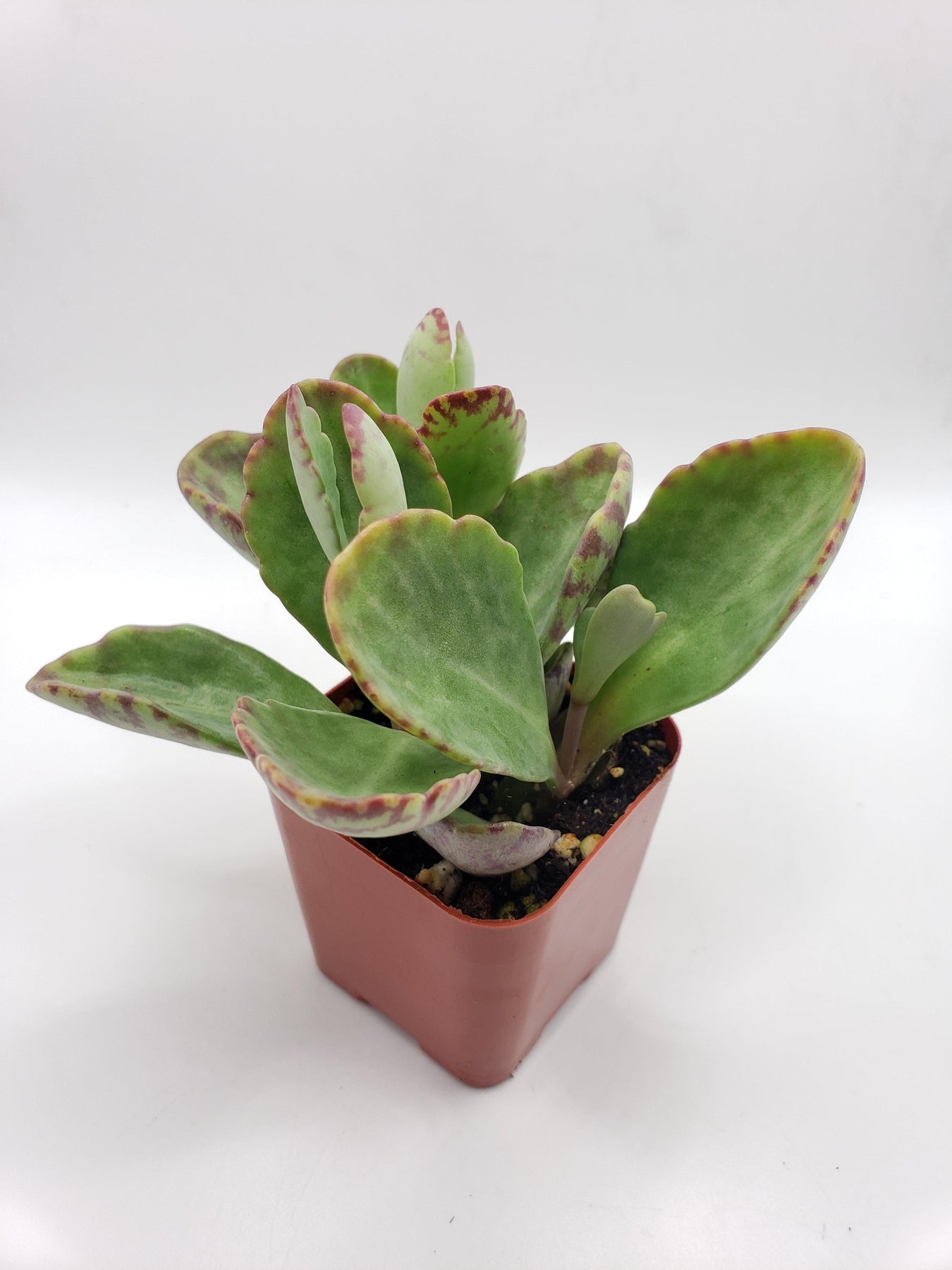 #76 Kalanchoe Humilis