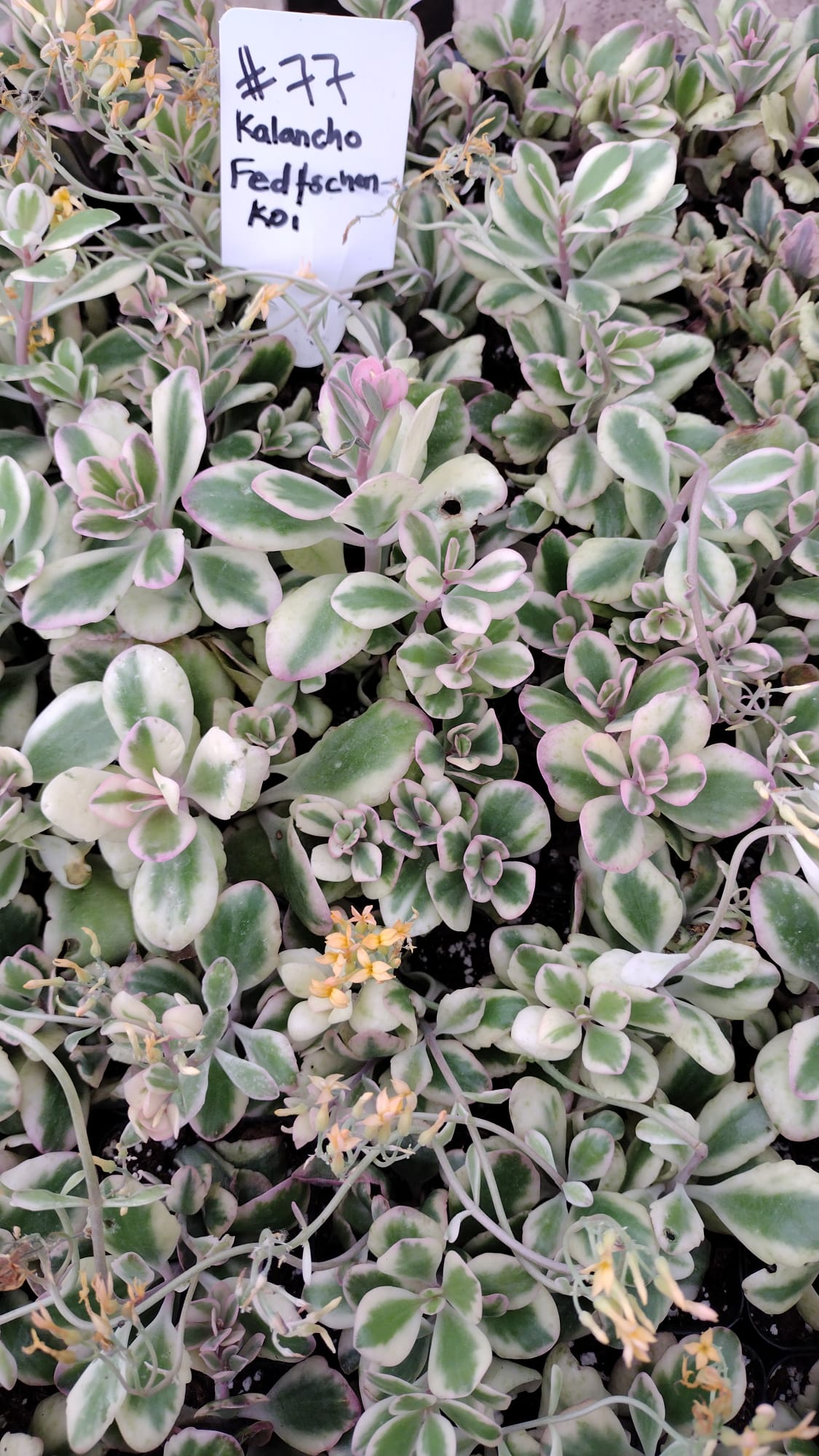 #77 kalanchoe Fedtschenkoi