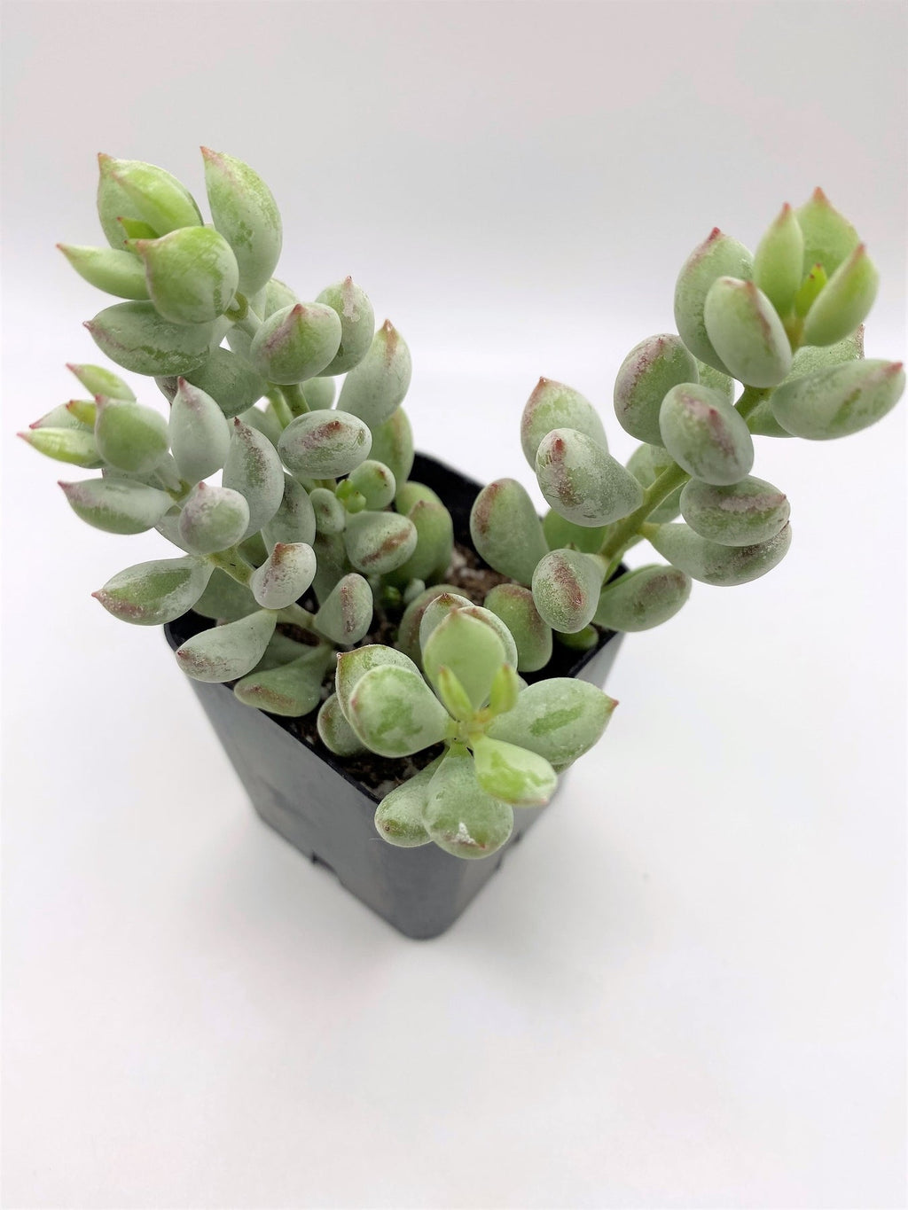 #79 Cotyledon Pendens