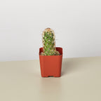 Cactus Variety - 2" Pot