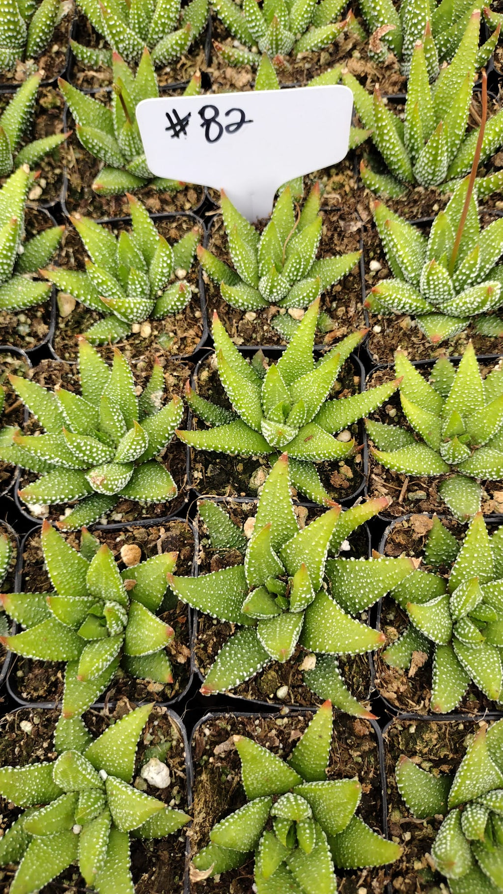 #82 Haworthia Concolor