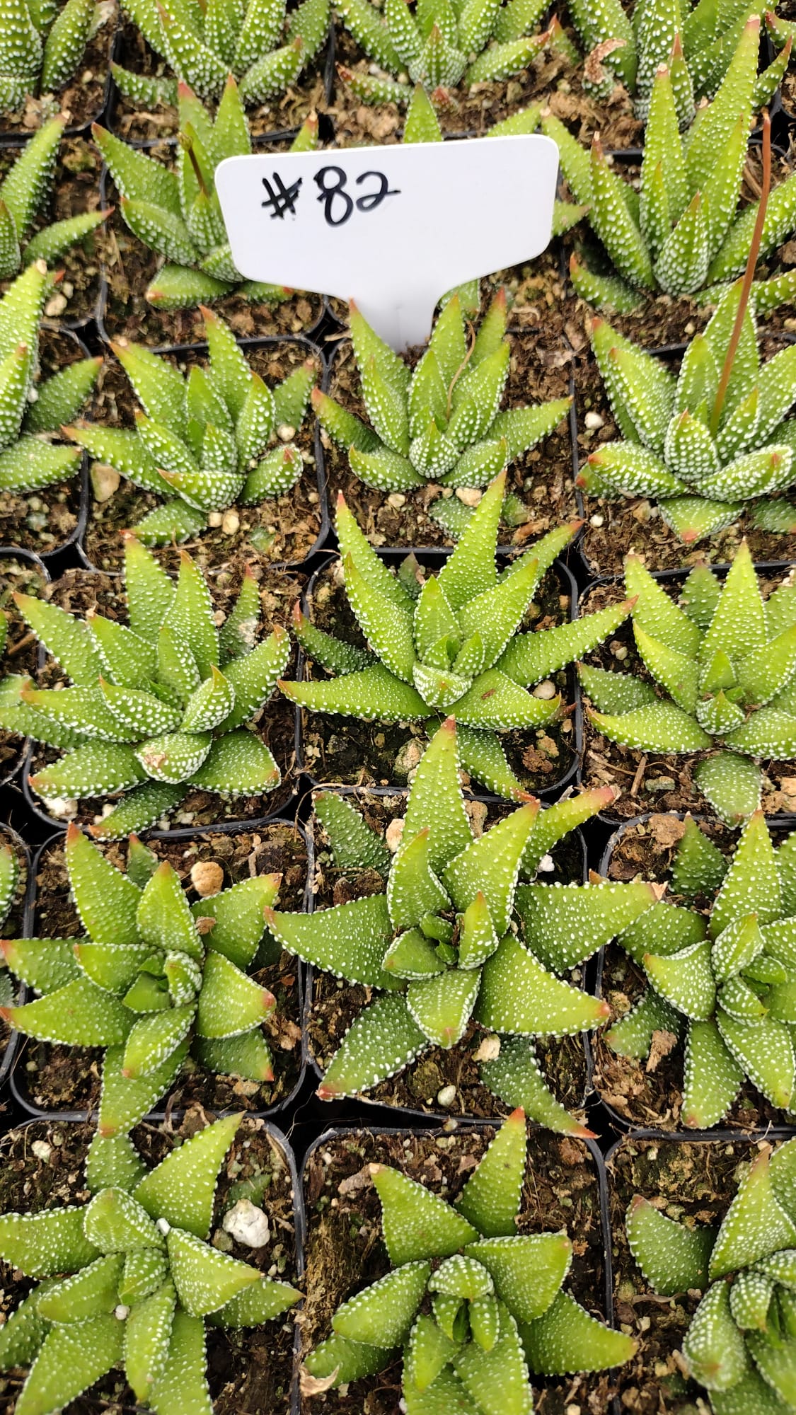 #82 Haworthia Concolor