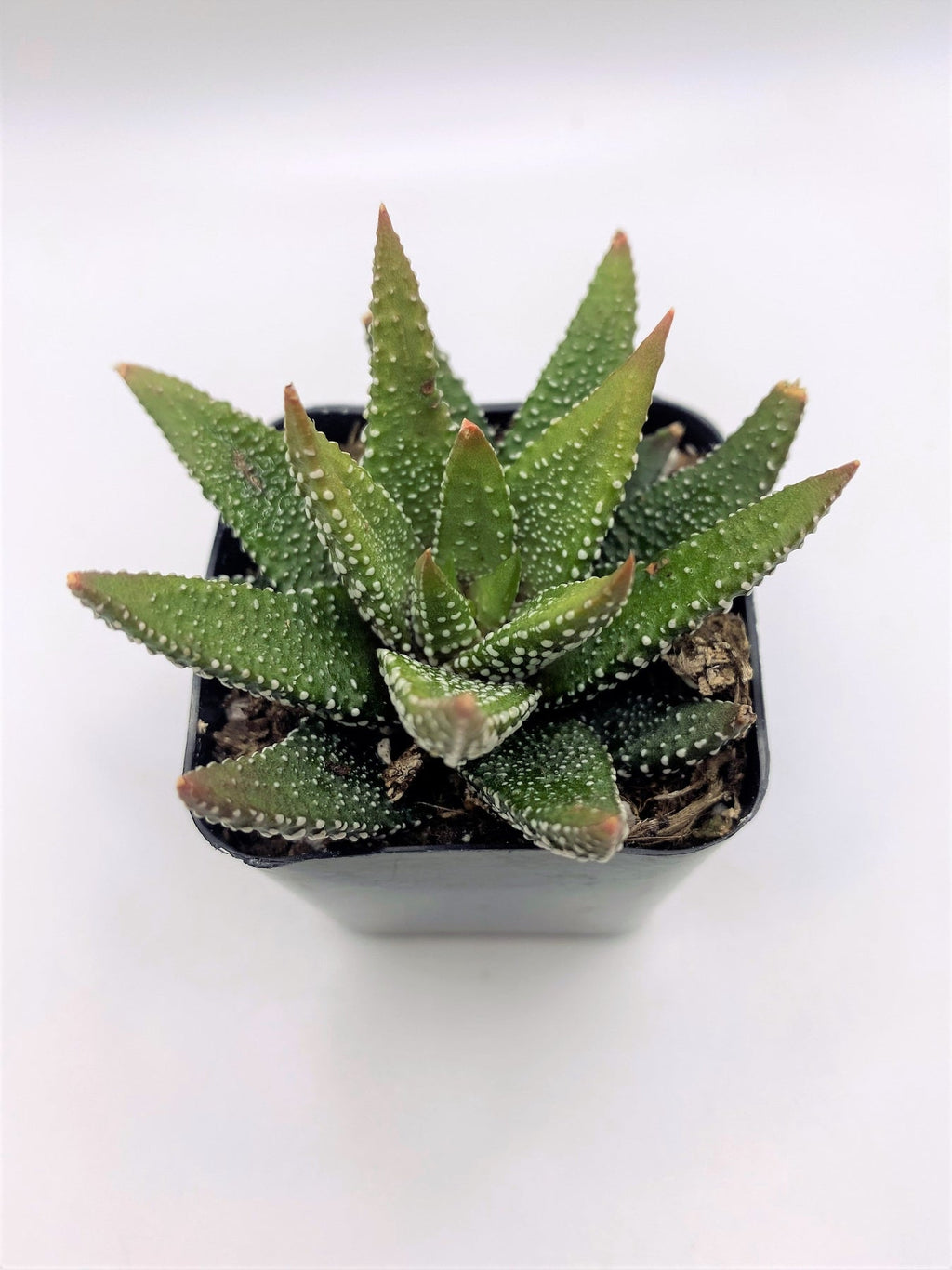 #82 Haworthia Concolor