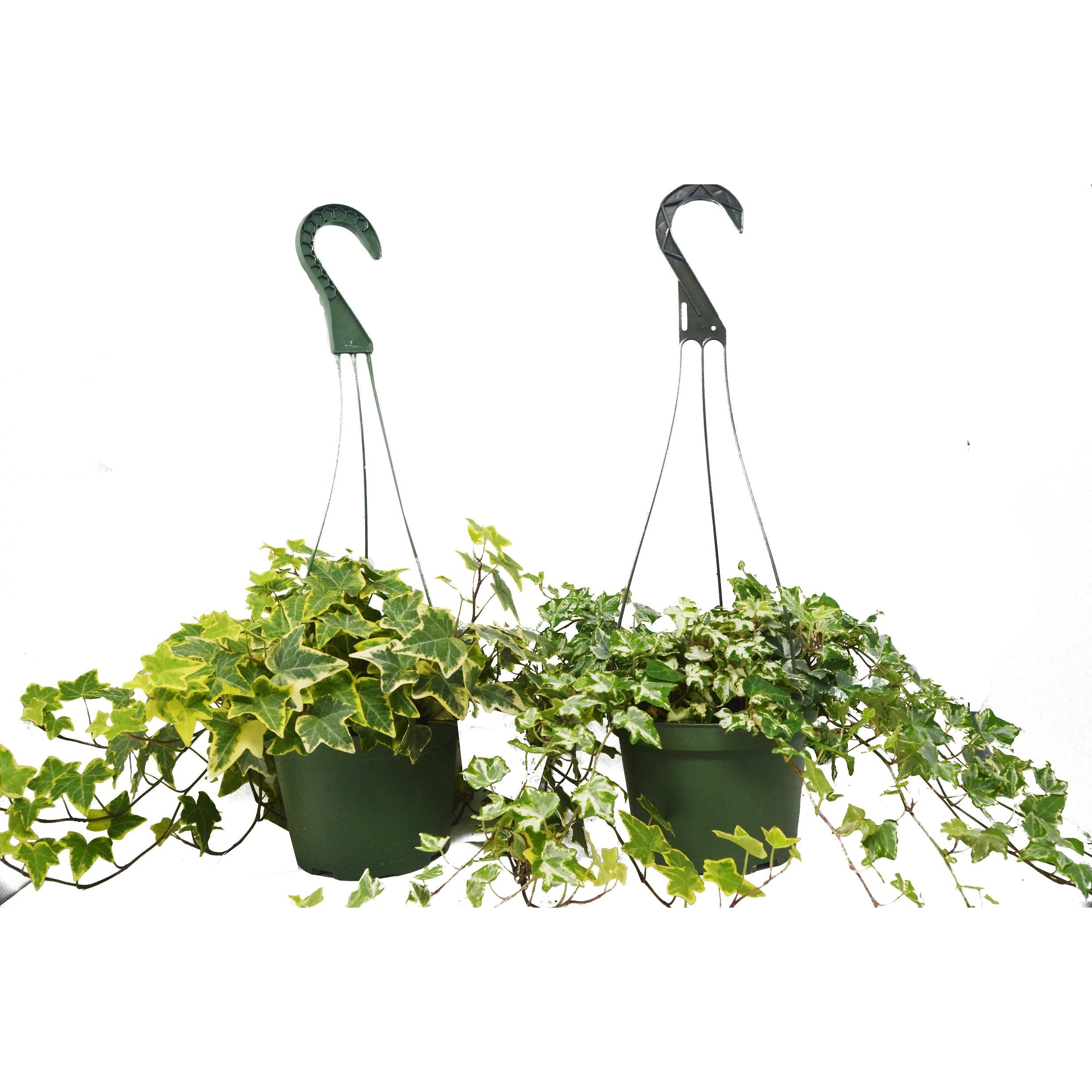 2 English Ivy Variety Pack - FREE Care Guide - 6" Hanging Pot