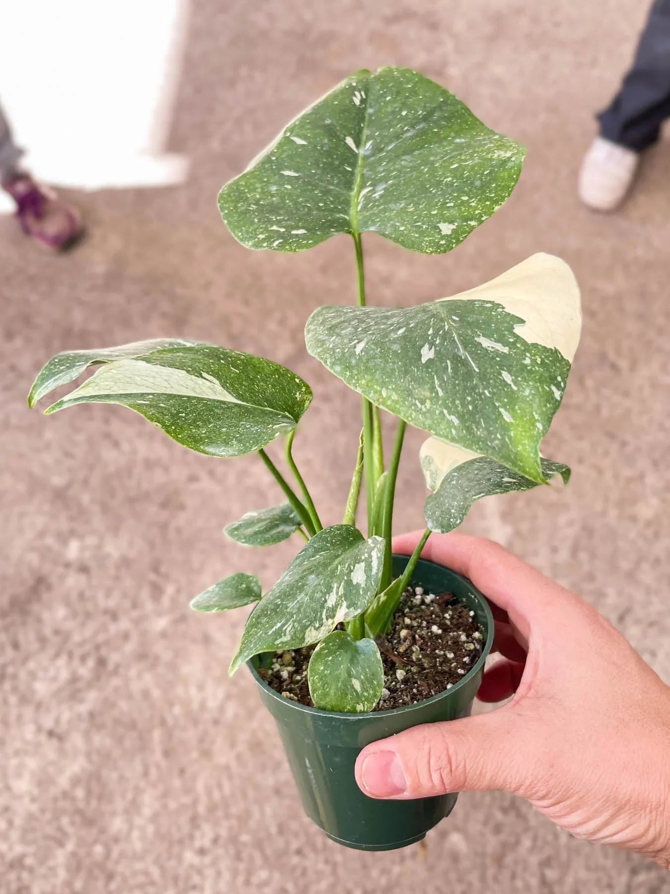 Variegated Thai Constellation Monstera