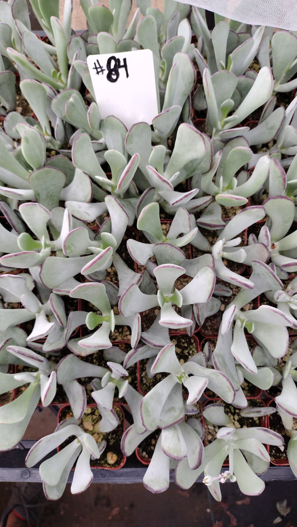 #84 Pig's Ear (Huistivier Pass)