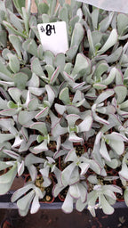 #84 Pig's Ear (Huistivier Pass)