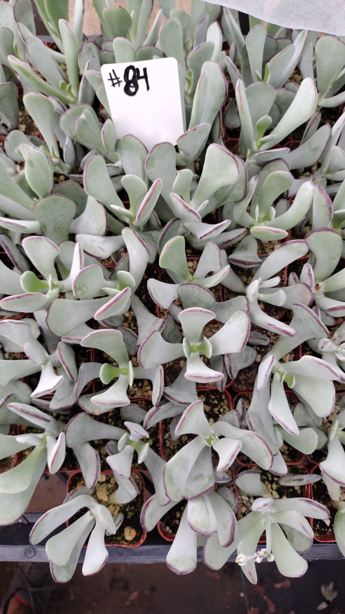 #84 Pig's Ear (Huistivier Pass)