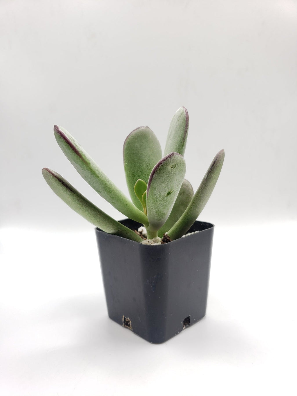 #84 Pig's Ear (Huistivier Pass)