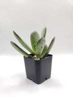 #84 Pig's Ear (Huistivier Pass)