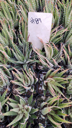 #89 Variegated Haworthia Zebra