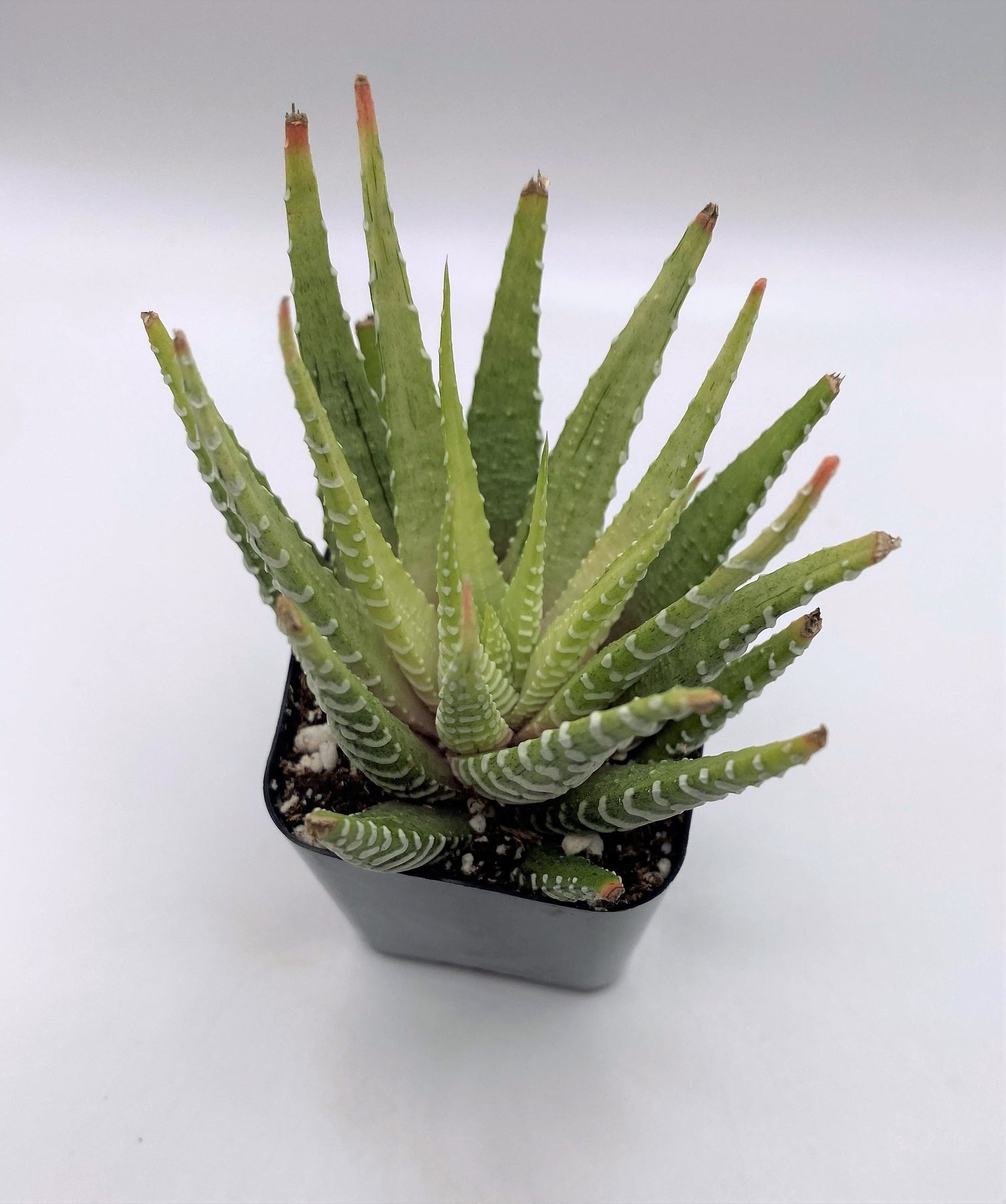 #89 Variegated Haworthia Zebra