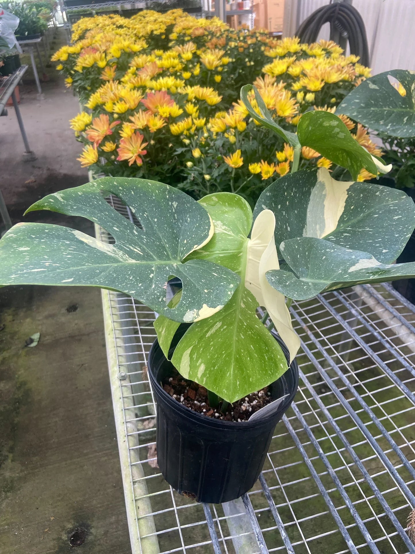 Variegated Thai Constellation Monstera