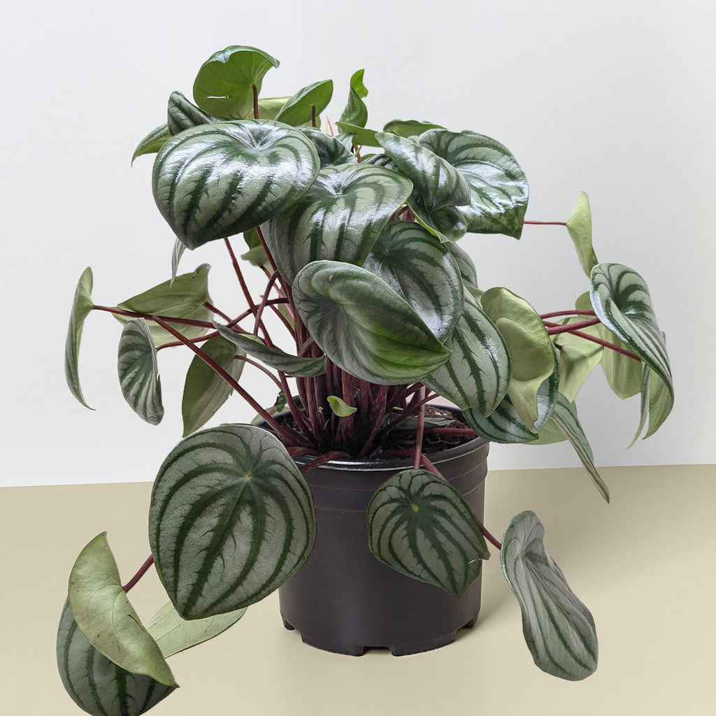 Peperomia 'Watermelon'