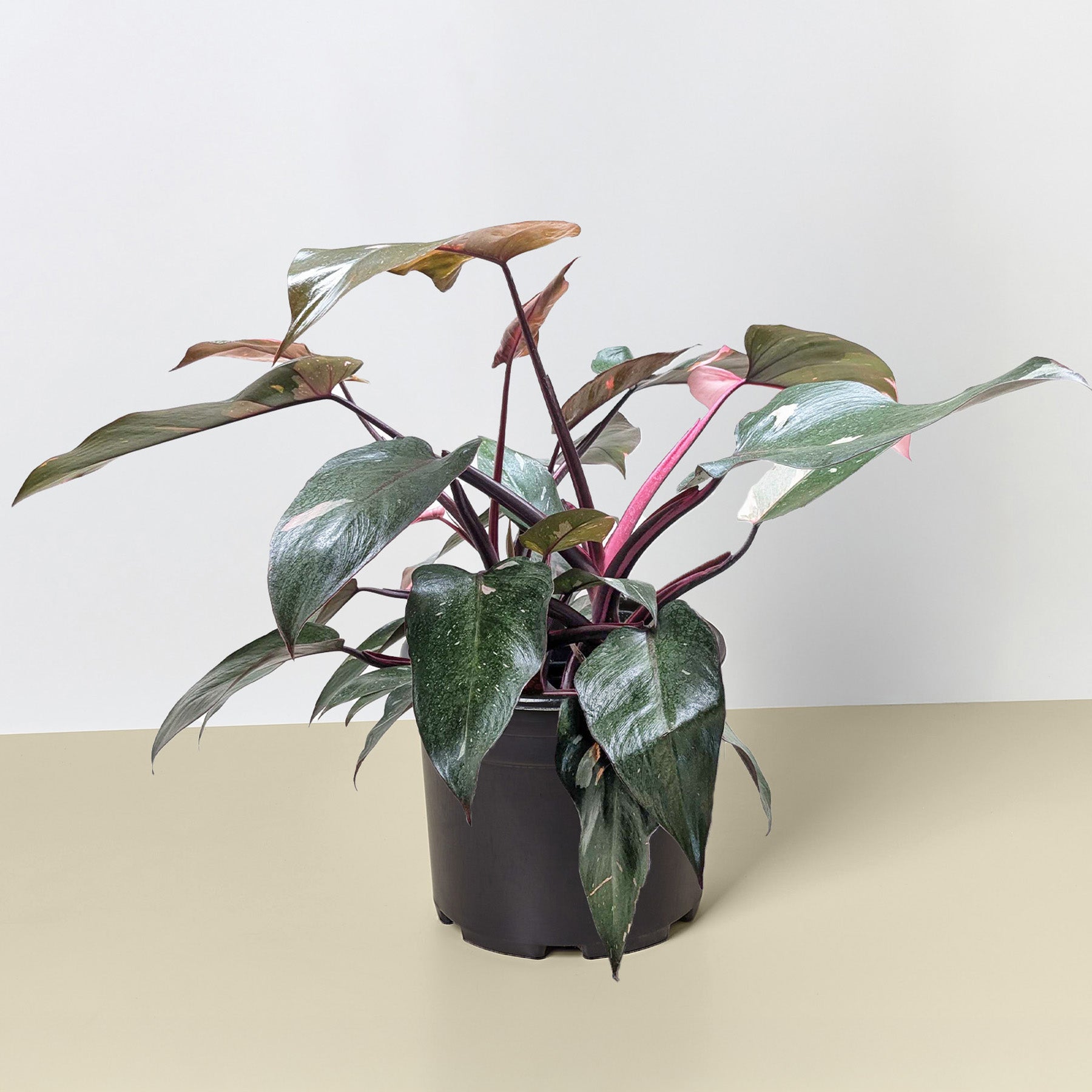 Pink Princess Philodendron