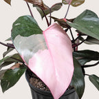 Pink Princess Philodendron