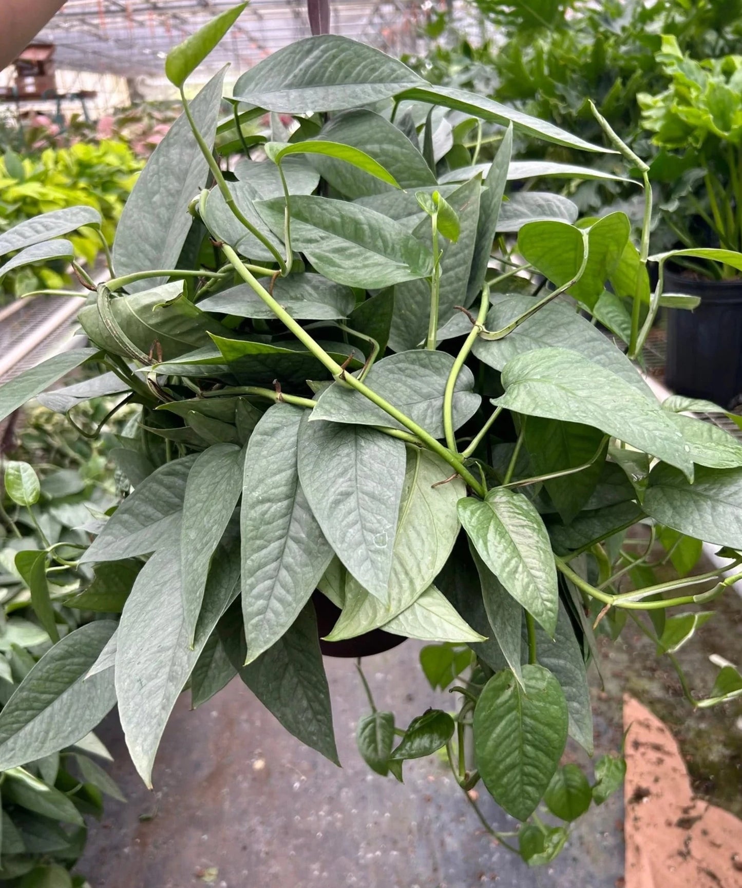 Cebu Blue Pothos - Epipremnum Pinnatum