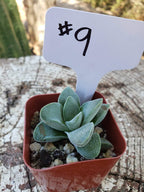 #9 Crassula Morgan's Beauty