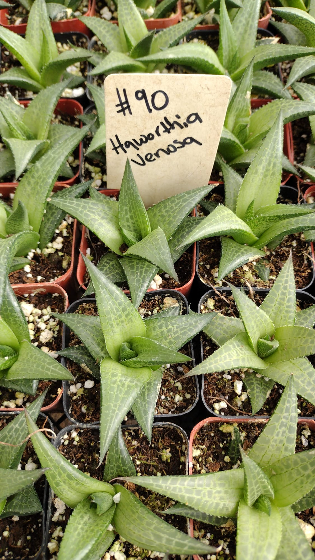 #90 Haworthia Venosa