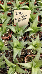 #90 Haworthia Venosa