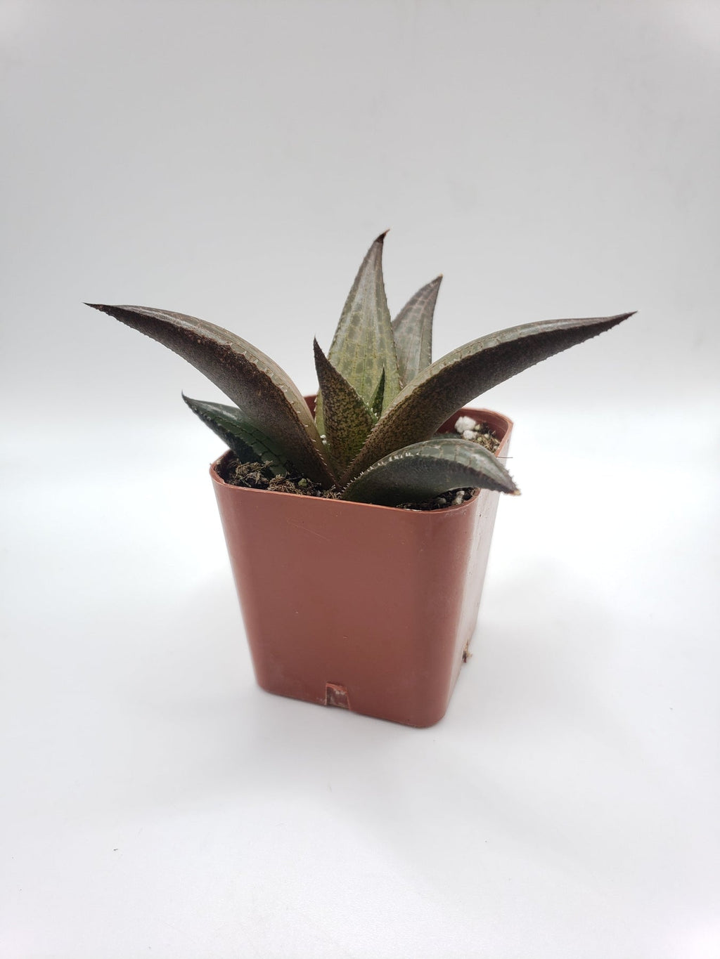 #90 Haworthia Venosa