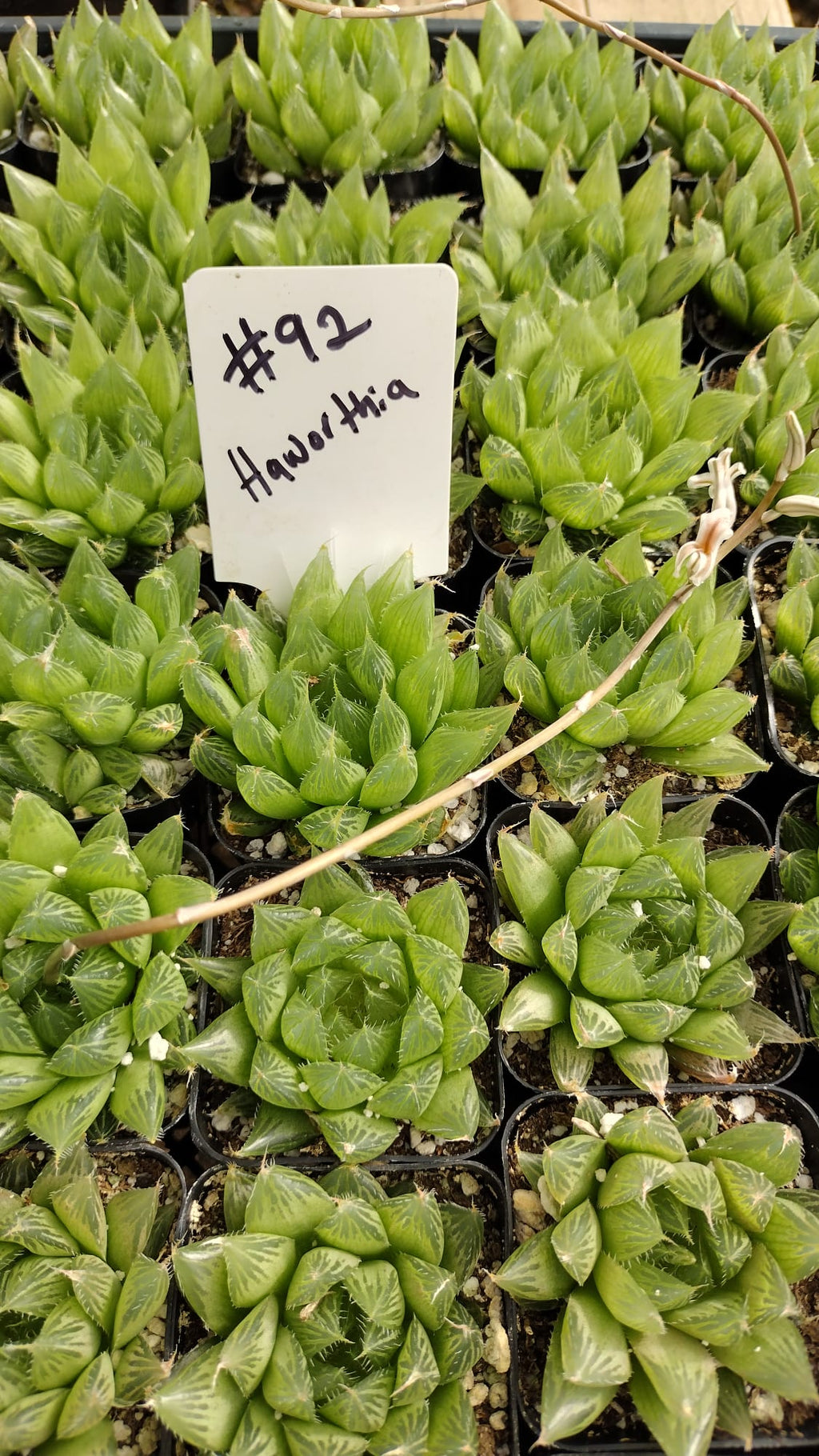 #92 Haworthia