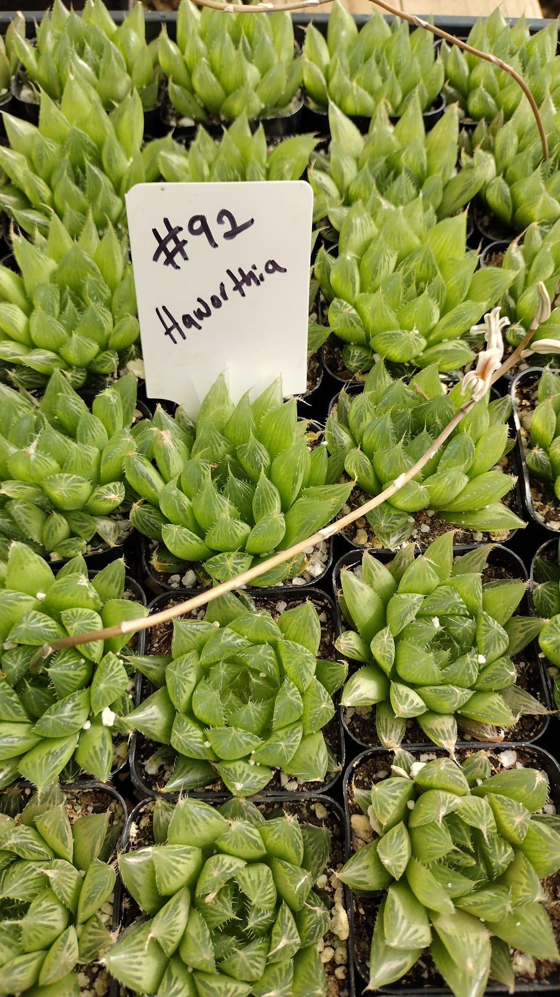 #92 Haworthia