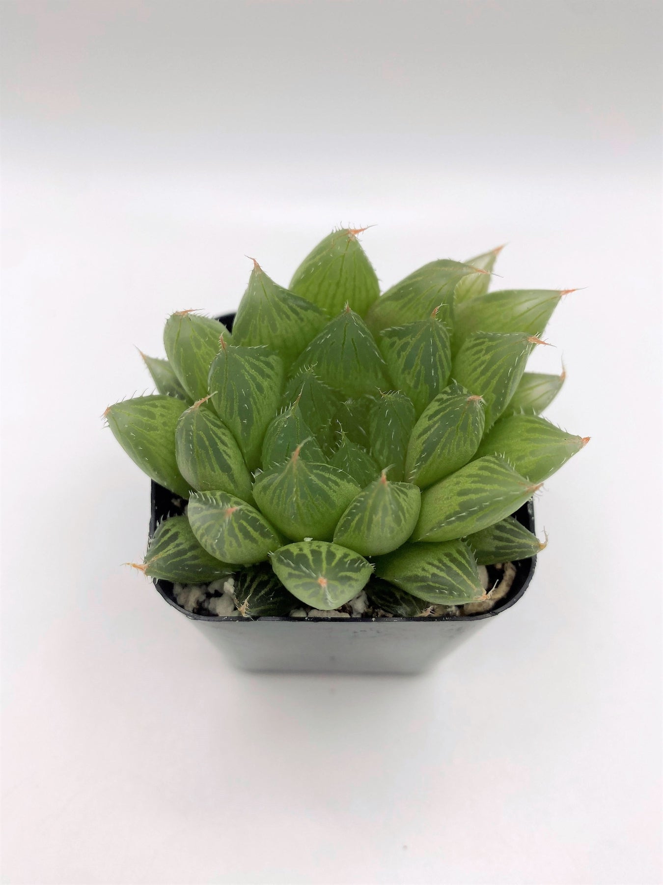 #92 Haworthia