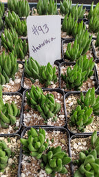 #93 Haworthia