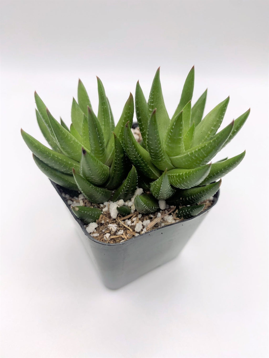 #93 Haworthia