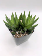 #93 Haworthia