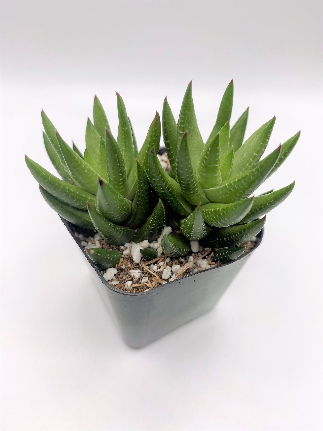 #93 Haworthia