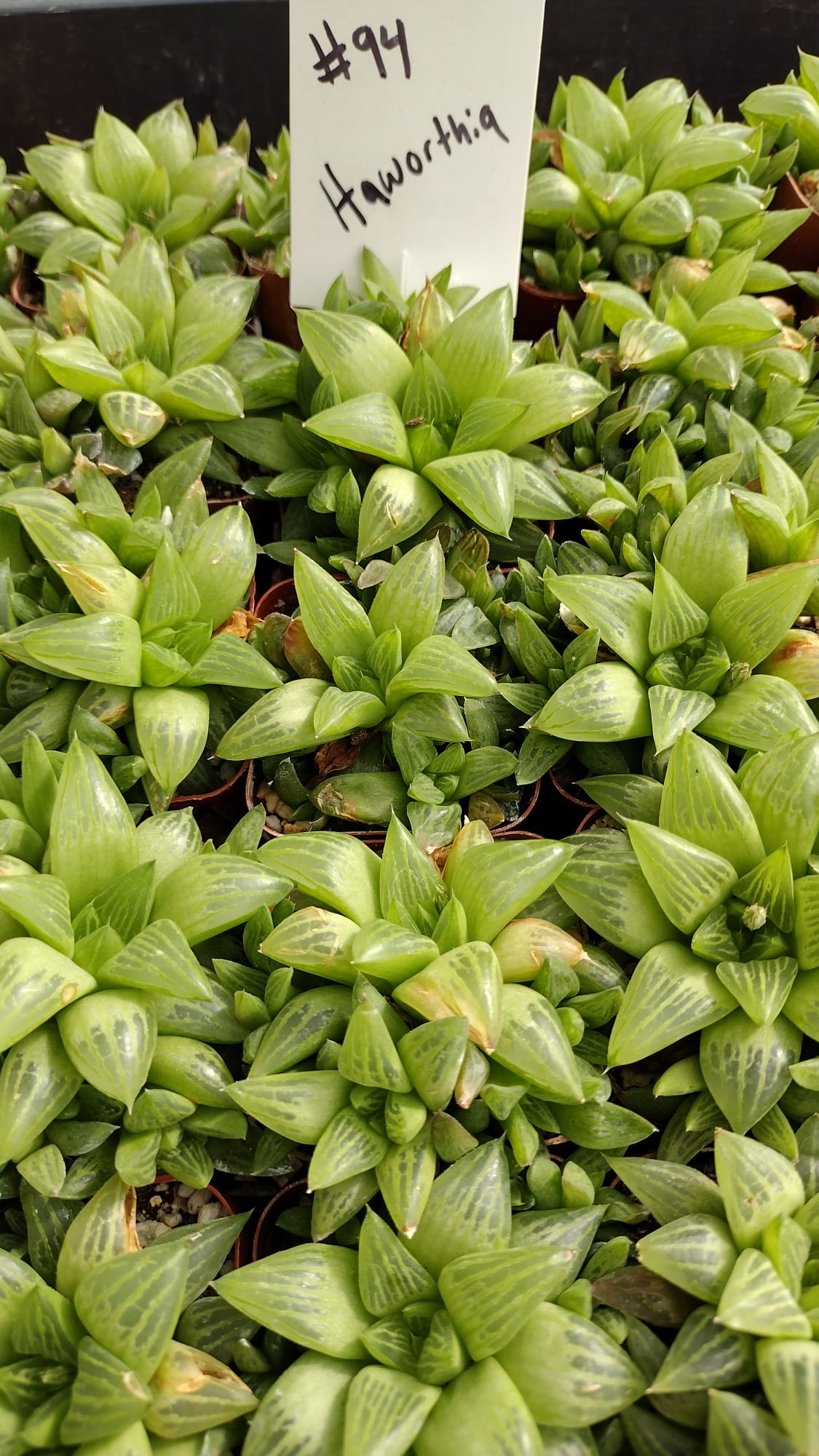 #94 Haworthia