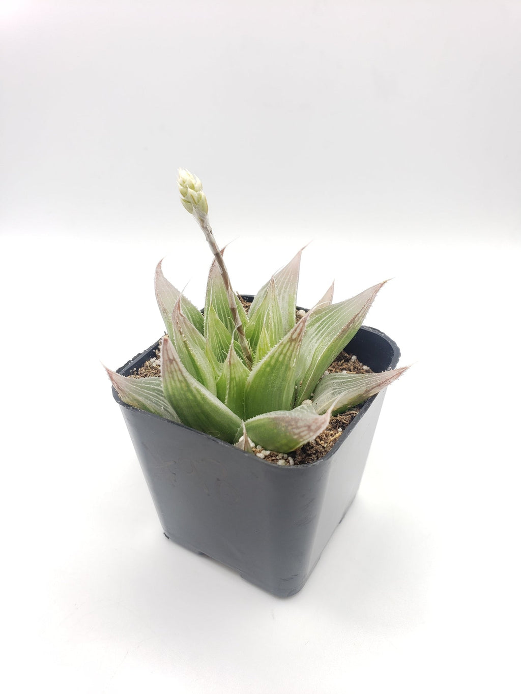 #98 Haworthia