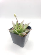 #98 Haworthia