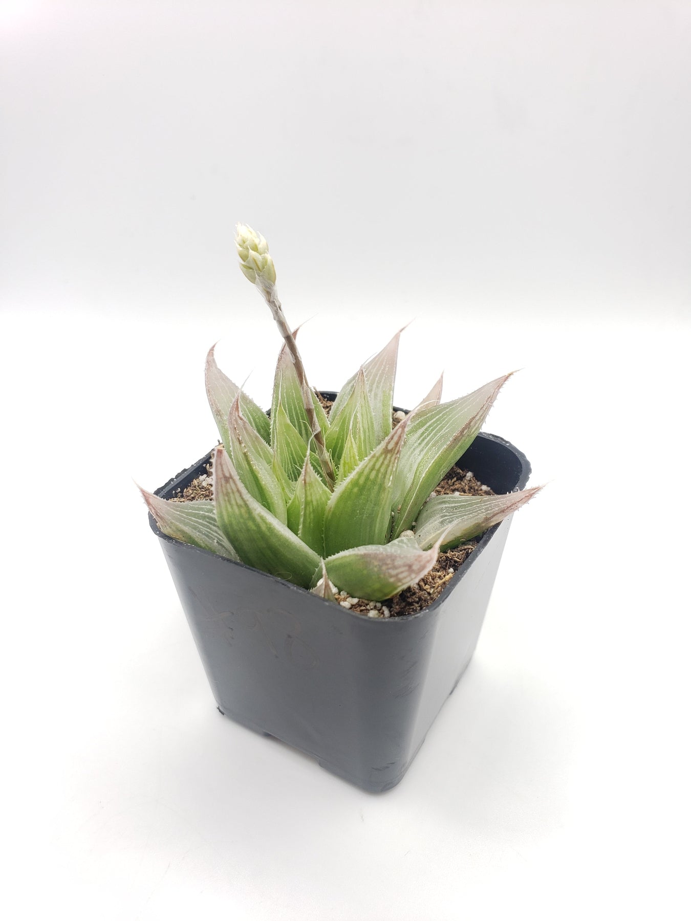 #98 Haworthia