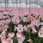Amaryllis - Apple Blossom