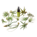 12 Tillandsia Air Plant Variety Pack with Spray Bottle