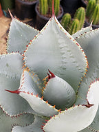 Agave Dragon Toes in 6" Container